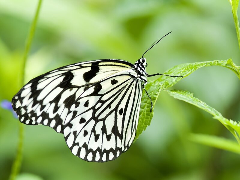 butterfly on green leaf