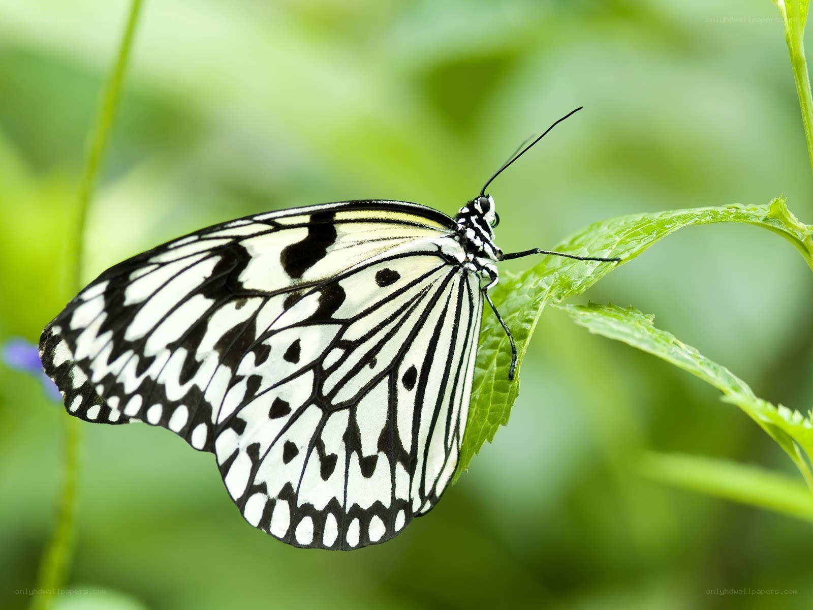 butterfly on green leaf