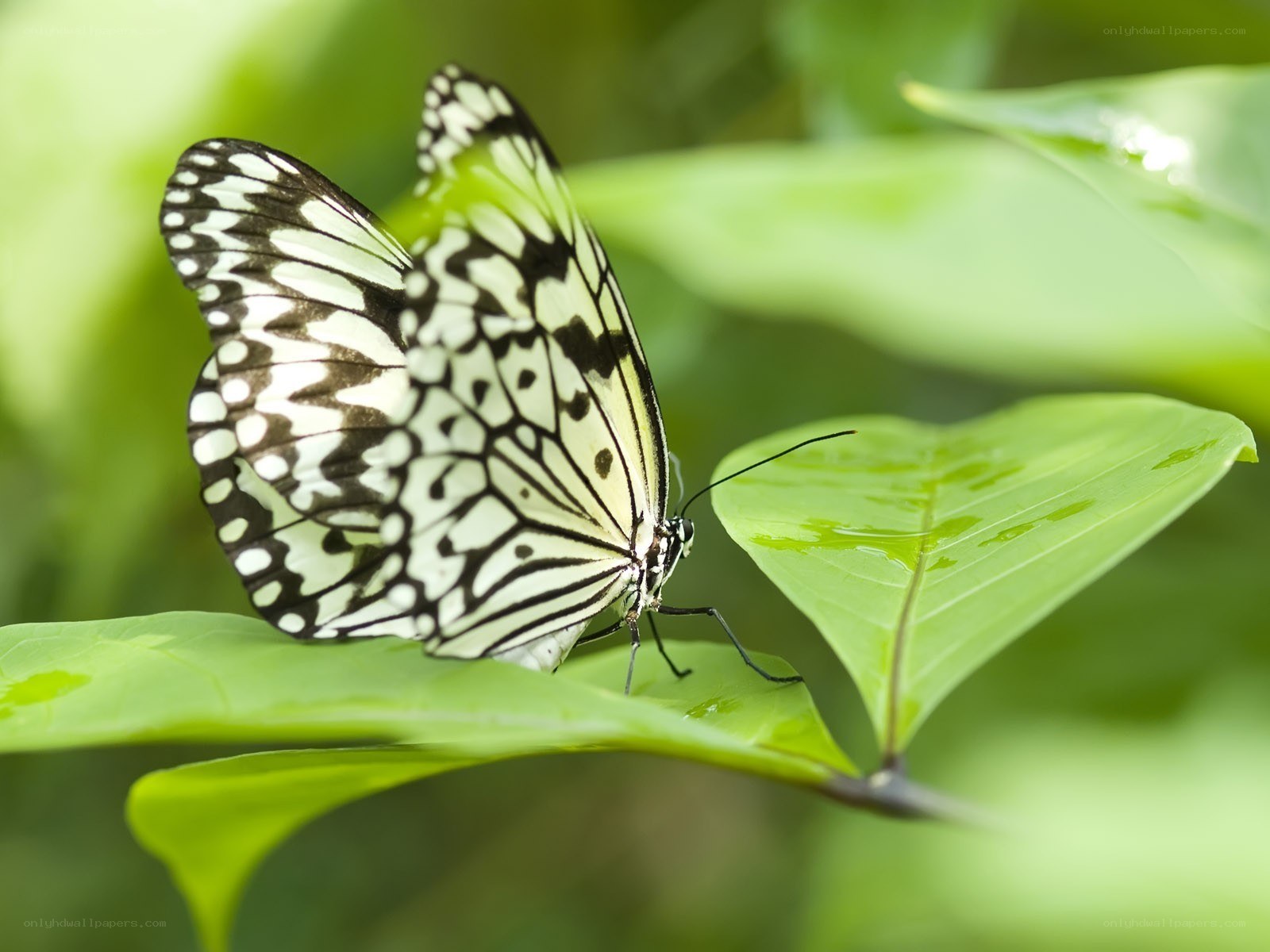 butterfly on green leaf