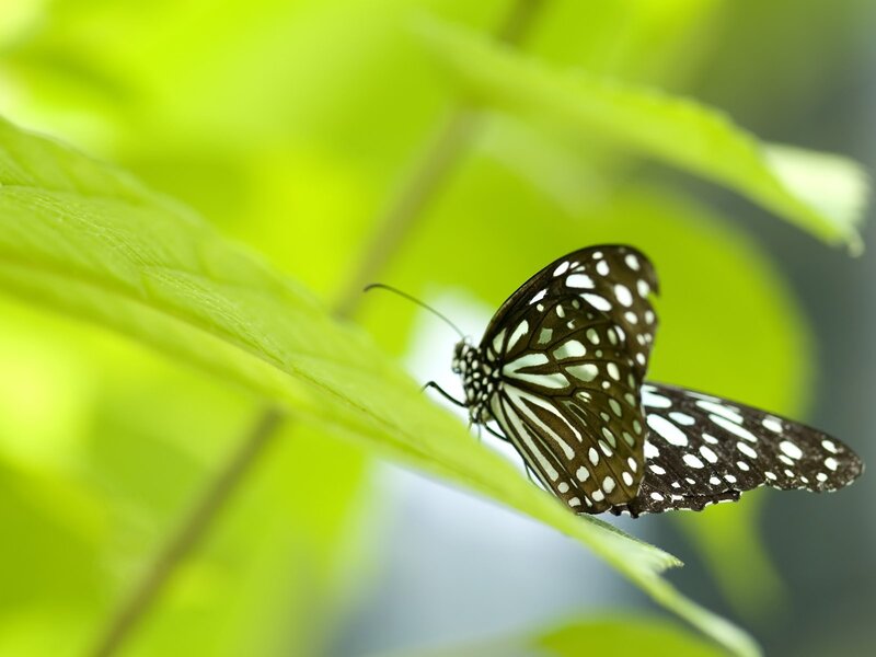 butterfly on green leaf