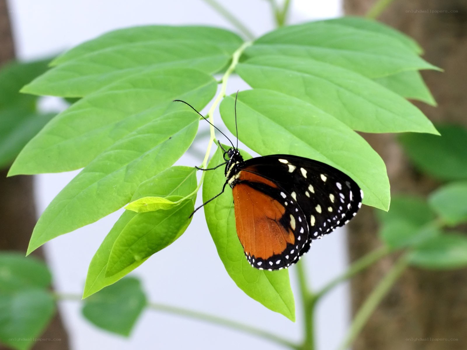 Butterfly on green leaf