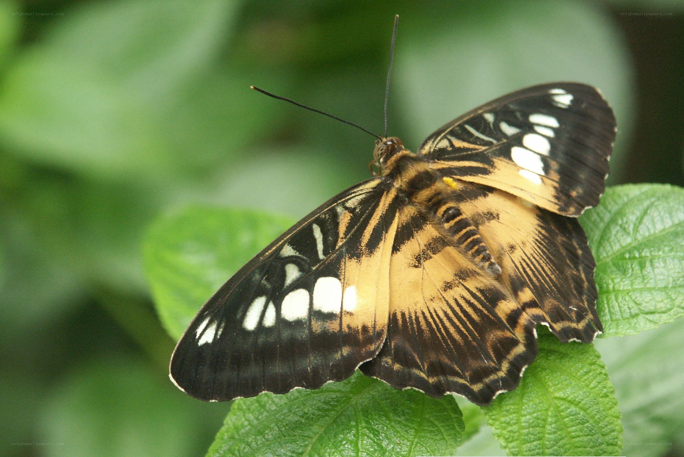 butterfly on green leaf