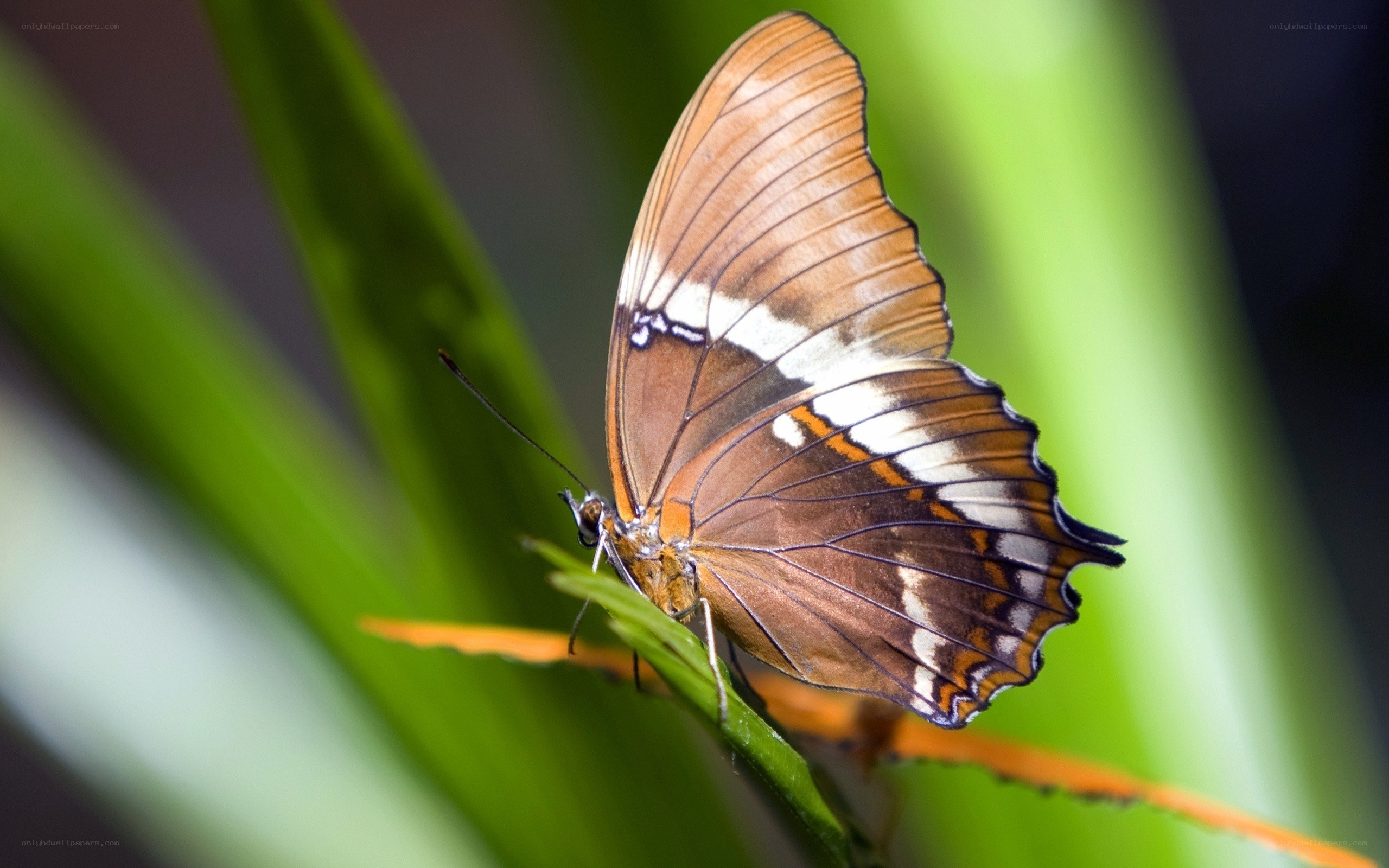 Butterfly on green leaf
