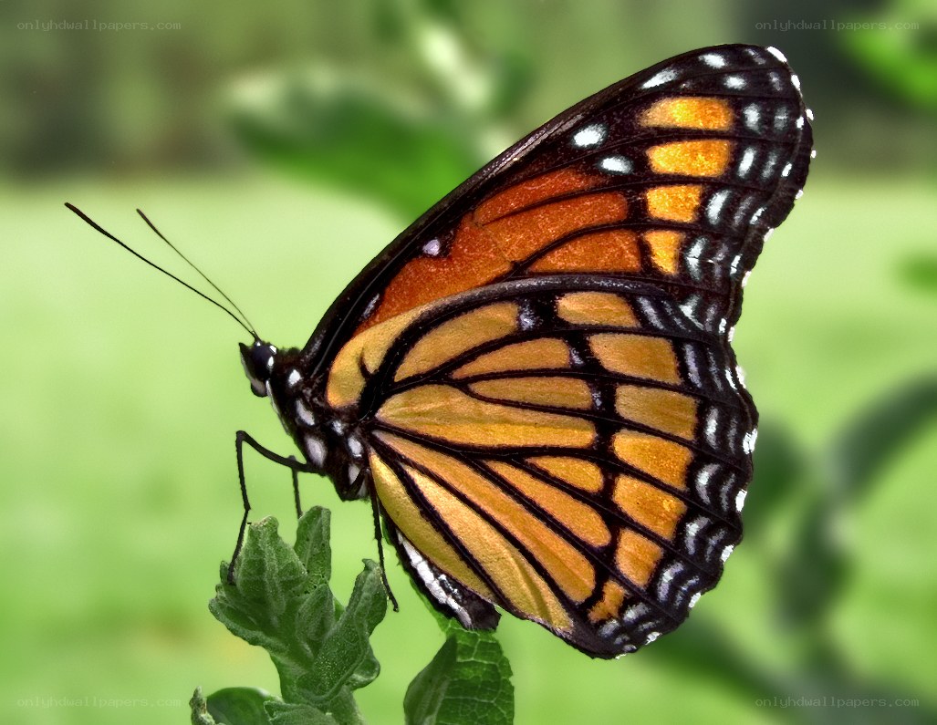 butterfly on green leaf