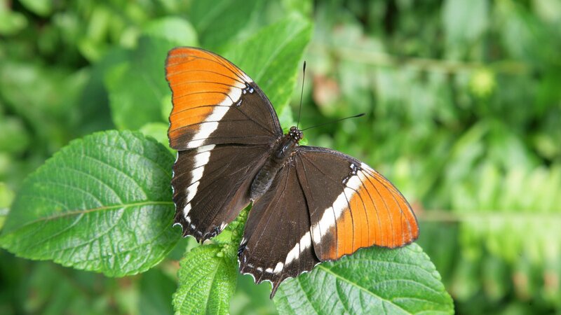 butterfly on green leaf