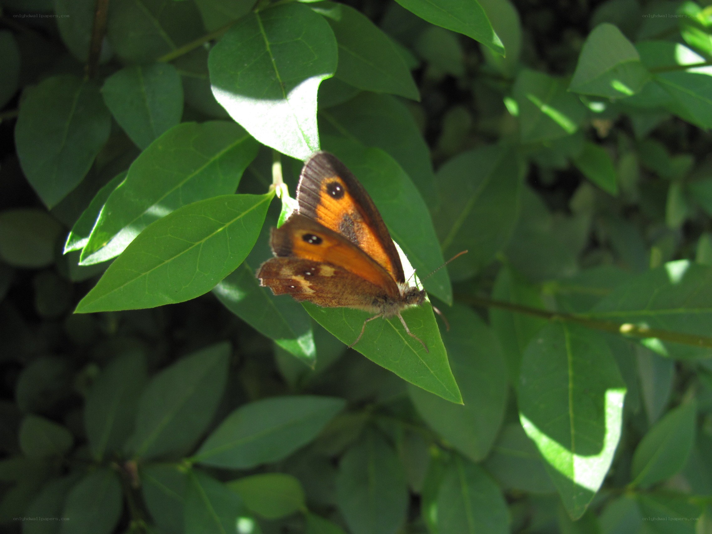 butterfly on green leaf