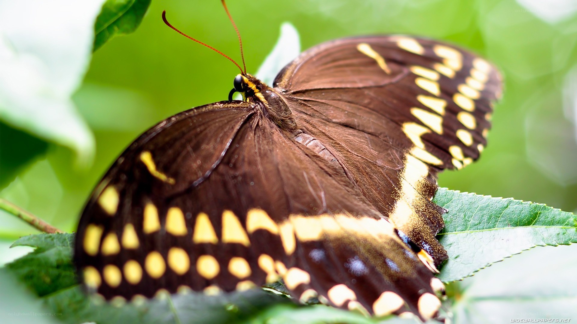 butterfly on green leaf