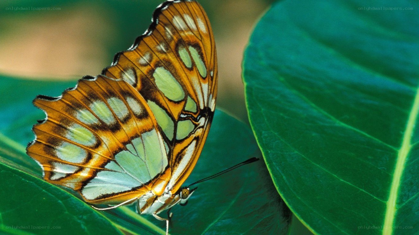 butterfly on green leaf