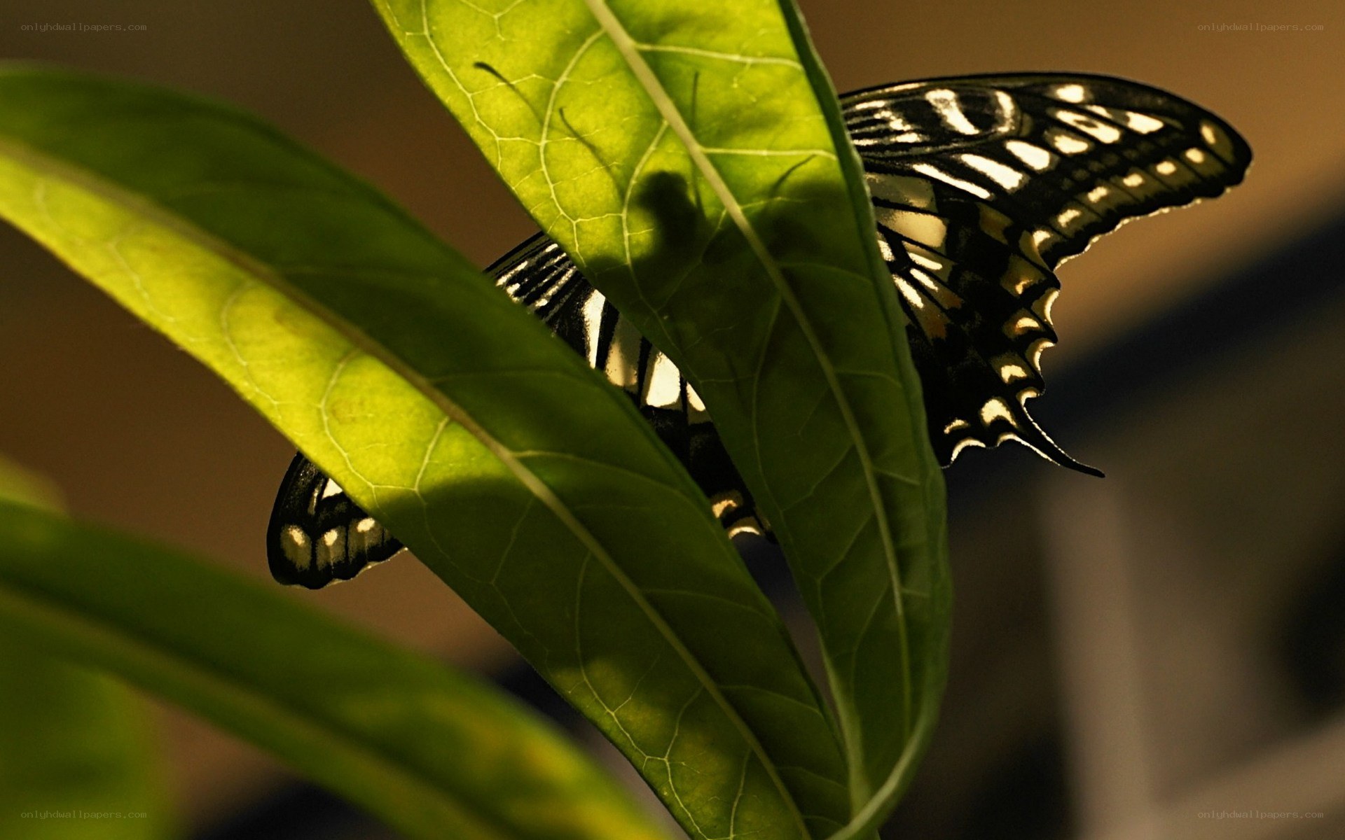 butterfly on green leaf