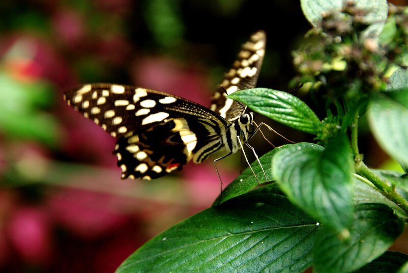butterfly on green leaf