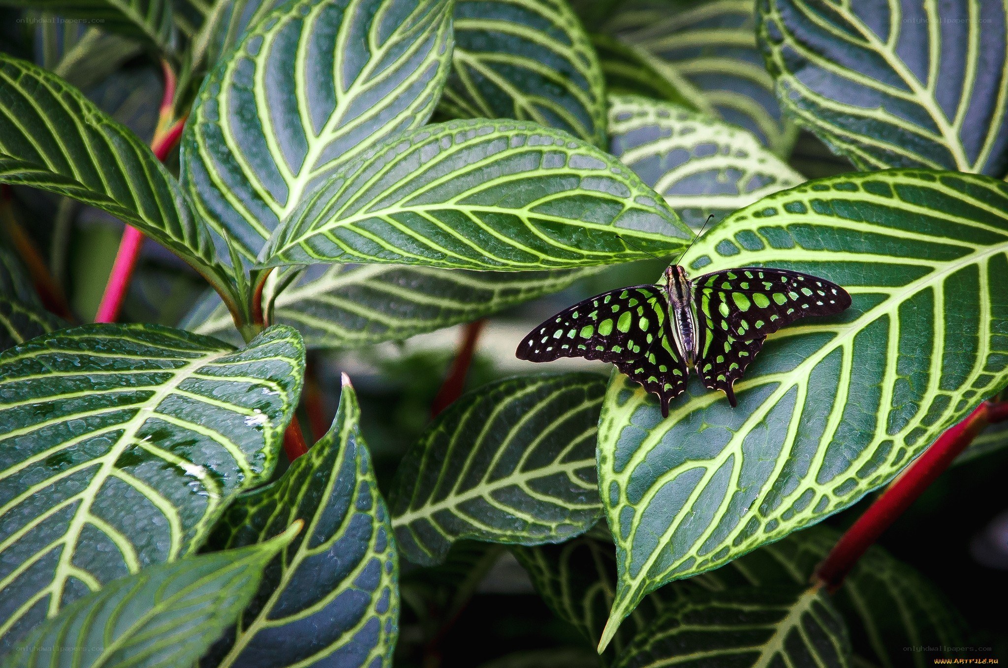 Butterfly on green leaf