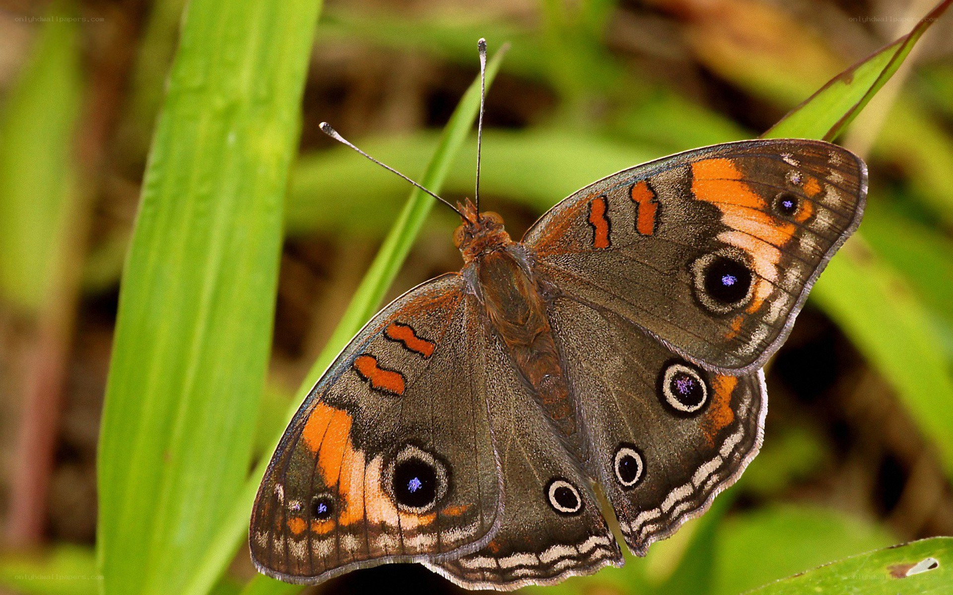 butterfly on green leaf