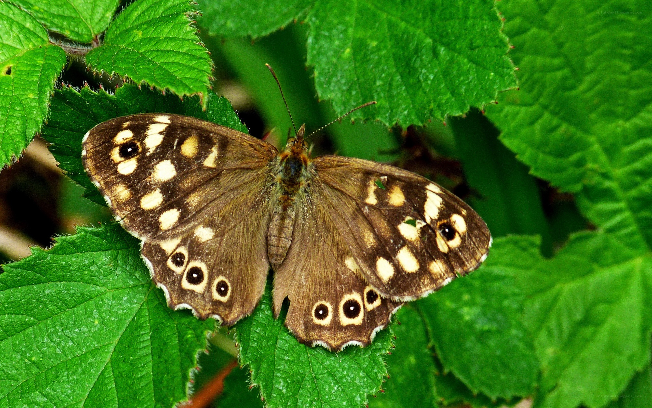 butterfly on green leaf