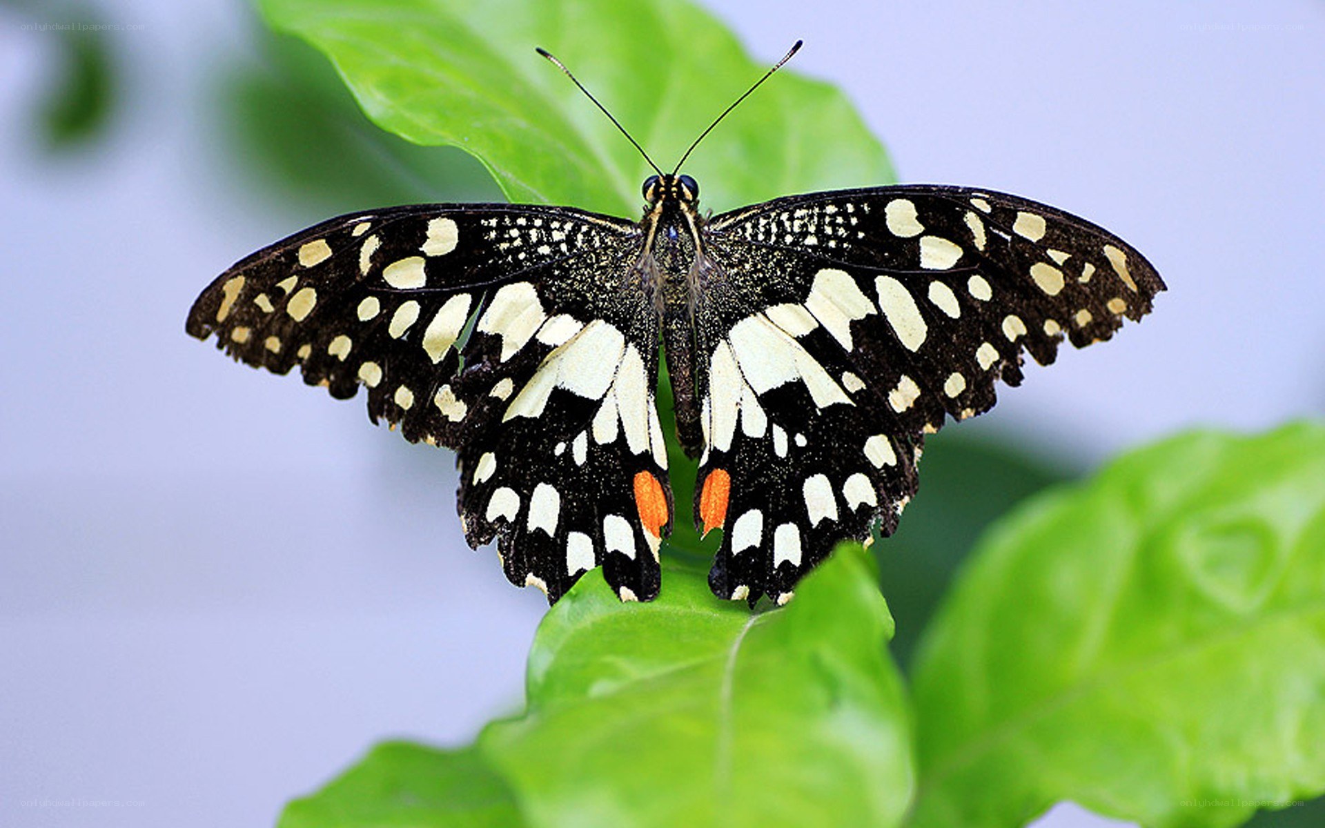 butterfly on green leaf