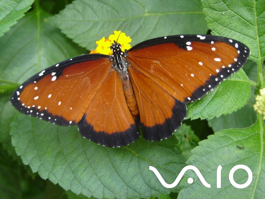 butterfly on green leaf