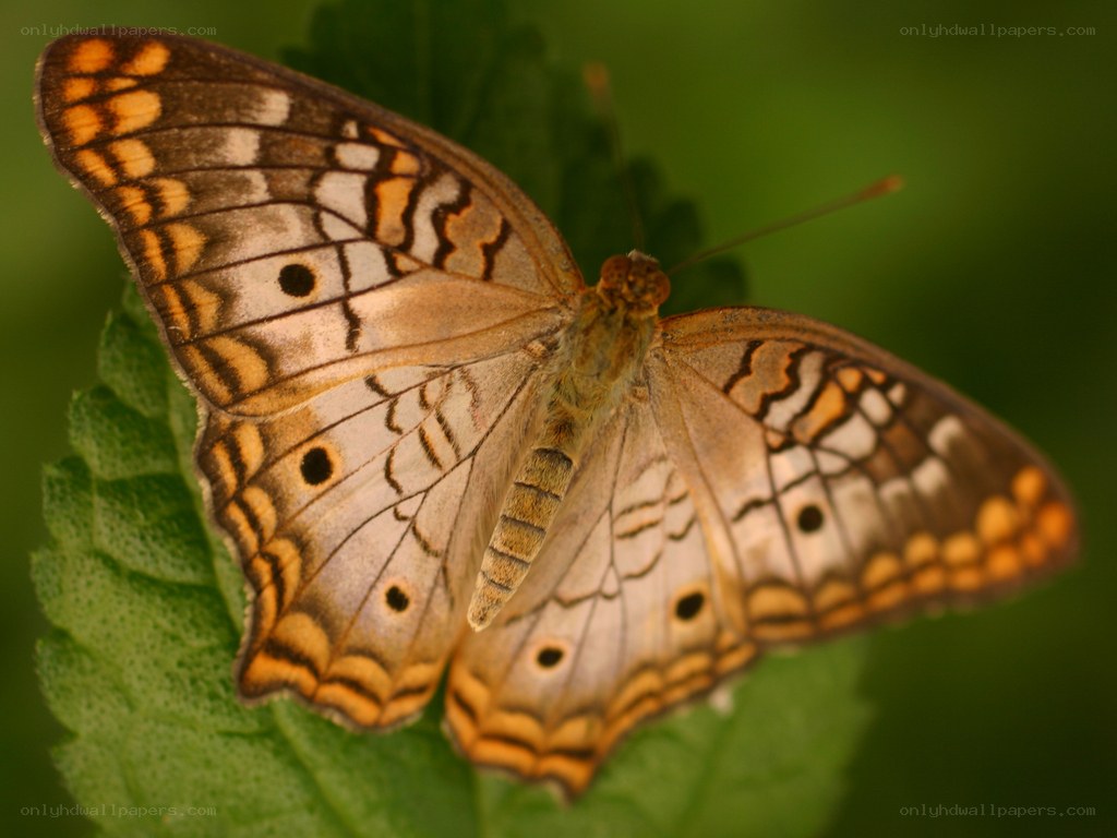 butterfly on green leaf