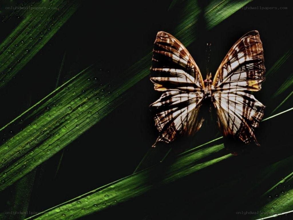 butterfly on green leaf