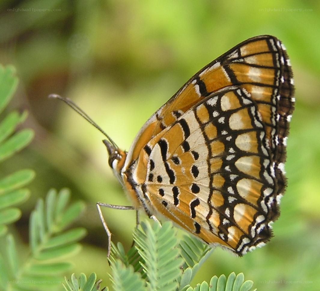 butterfly on green leaf