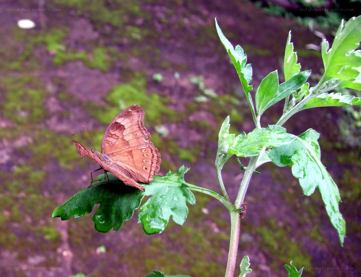 butterfly on green leaf