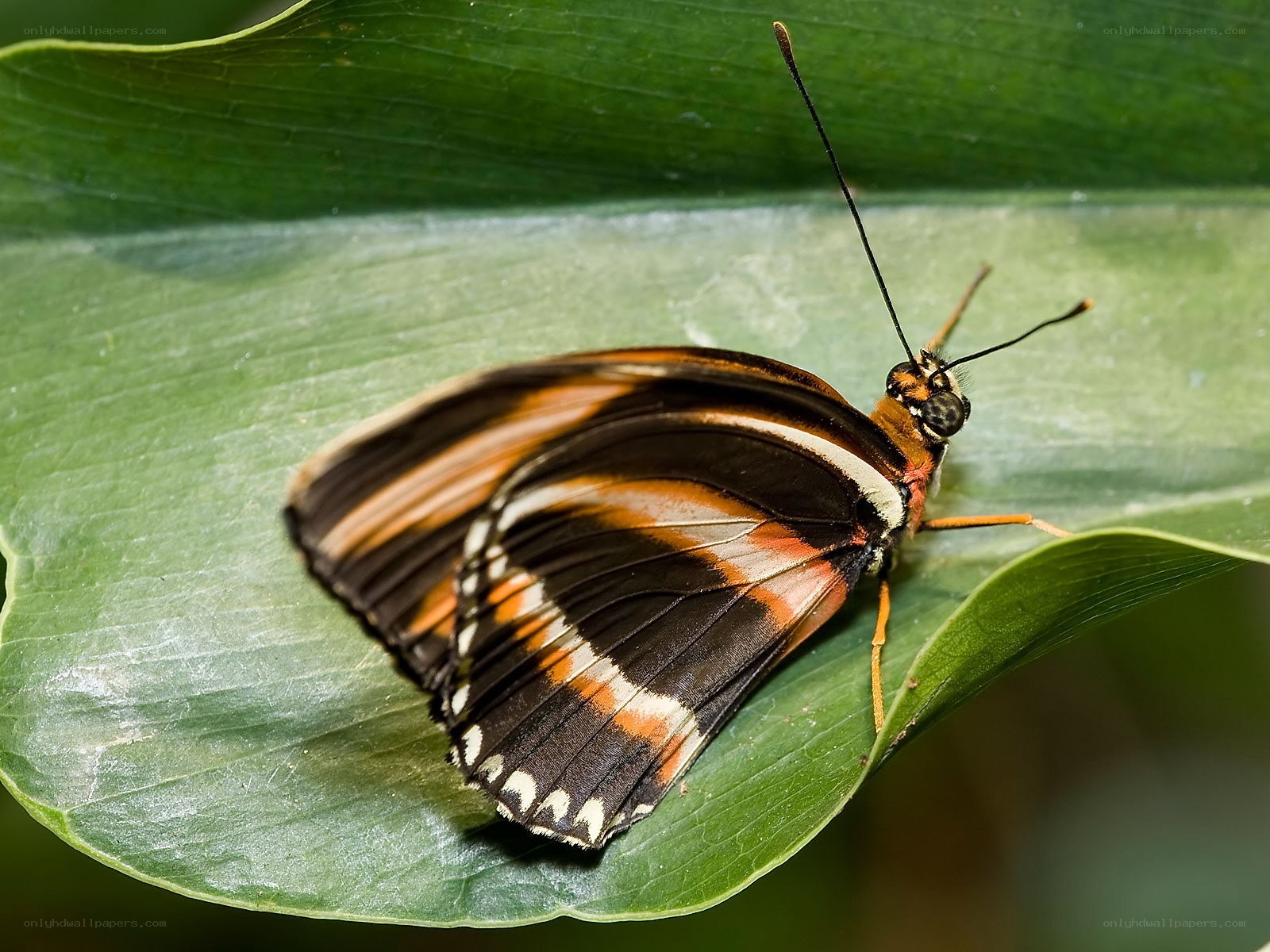 butterfly on green leaf