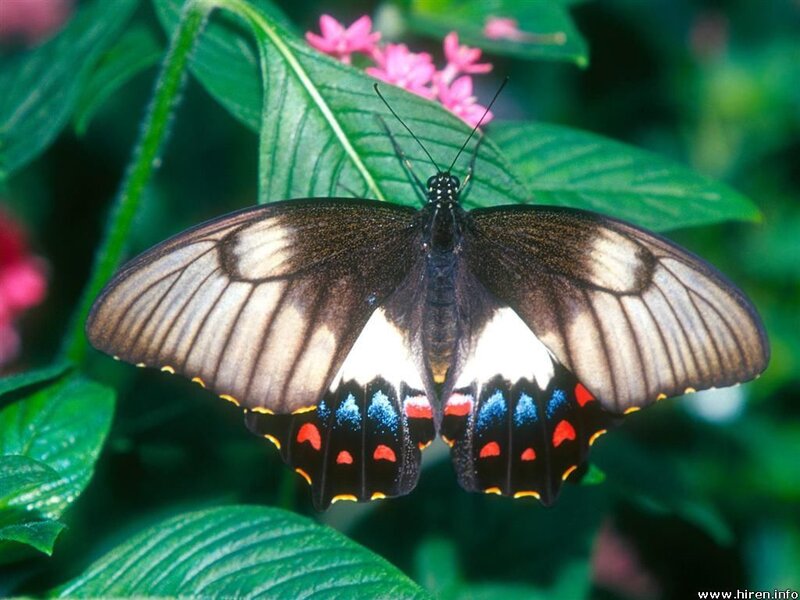 butterfly on green leaf