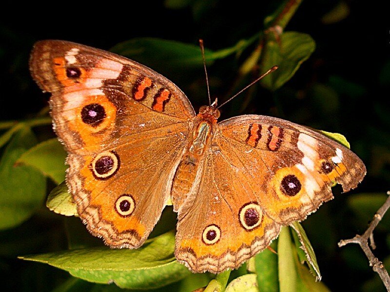 butterfly on green leaf