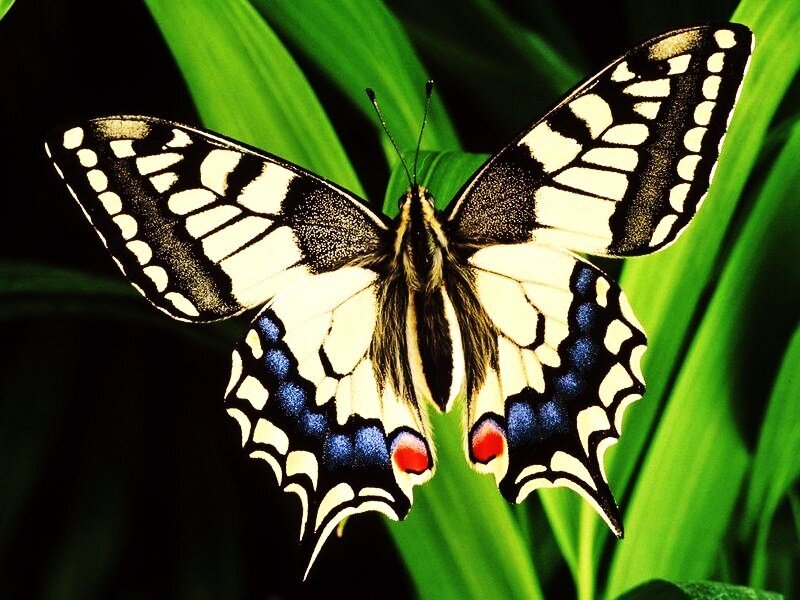 Butterfly on green leaf