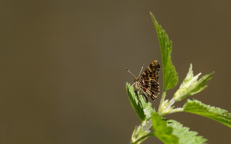 Butterfly on Green Leaf — Afternoon