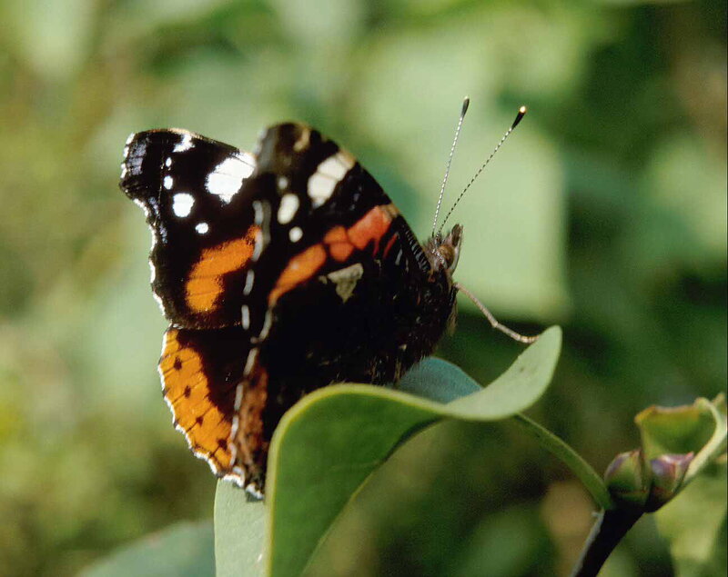 Butterfly on Green Leaf — Black, Calm, Afternoon