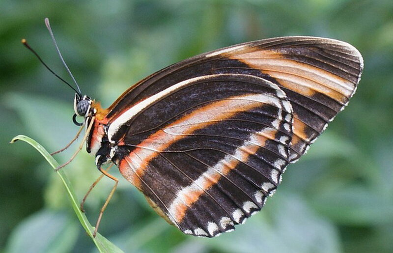 Butterfly on Green Leaf — Black, Calm, Photograph, Antennae