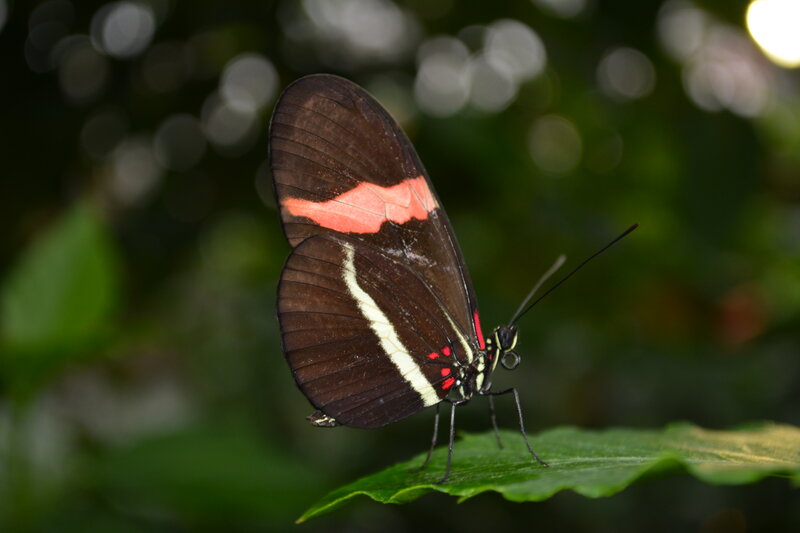 Butterfly on Green Leaf — Black, Calm, Photograph, Greenery