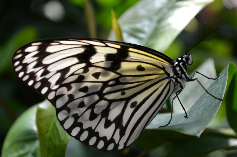 Butterfly on Green Leaf — Black, Calm, Photograph, Insect