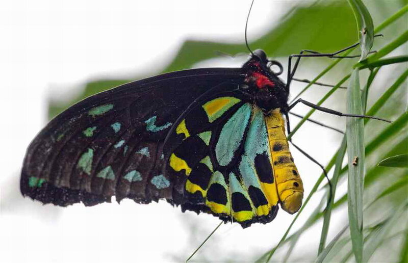 Butterfly on Green Leaf — Black, Calm, Photograph