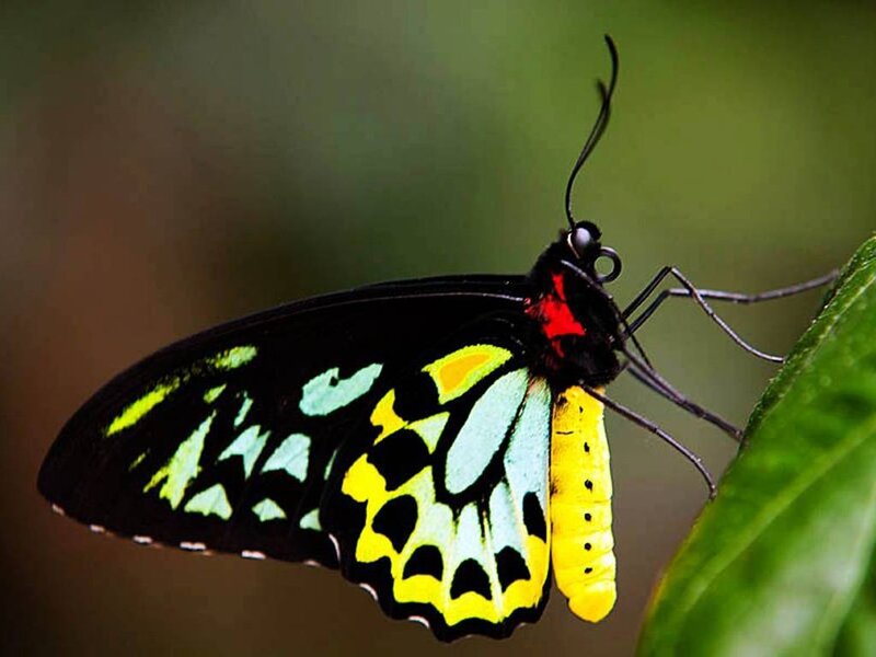 Butterfly on Green Leaf — Black, Calm, Photograph, Wings