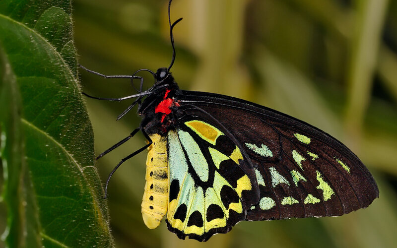 Butterfly on Green Leaf — Black, Calm