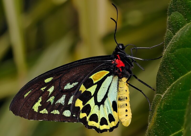 Butterfly on Green Leaf — Black, Natural, Photograph, Insect