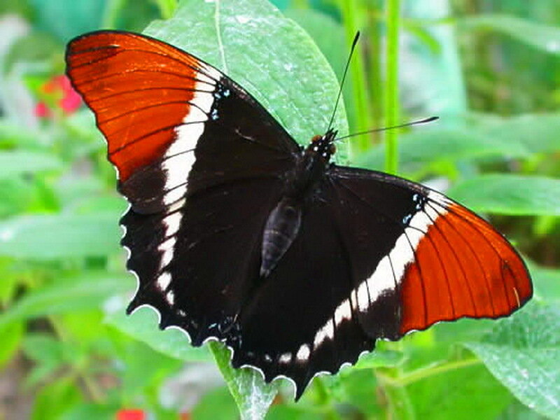 Butterfly on Green Leaf — Black, Natural, Photograph
