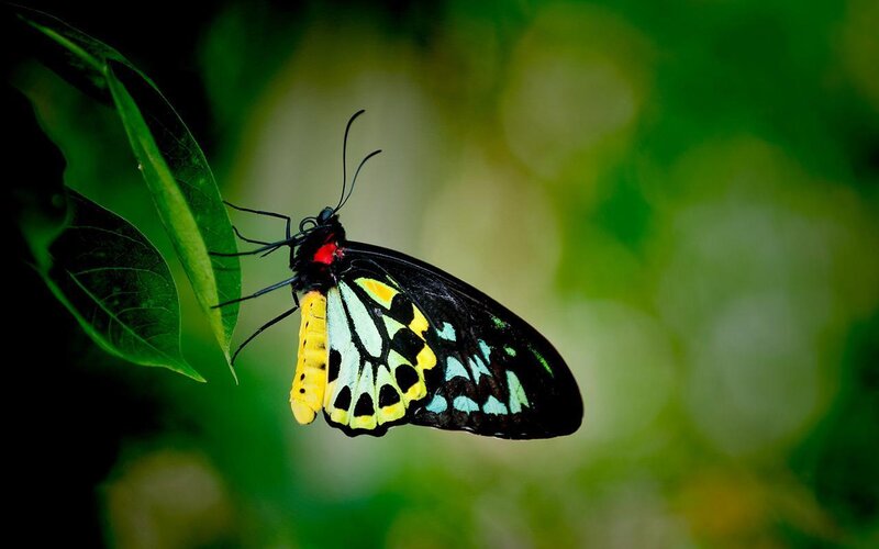 Butterfly on Green Leaf — Black, Natural