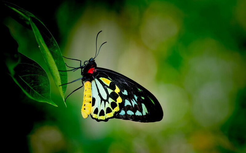 Butterfly on Green Leaf — Black, Serene
