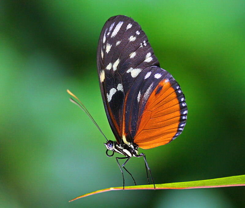 Butterfly on Green Leaf — Black