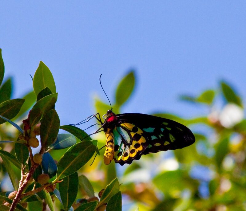 Butterfly on Green Leaf — Blue