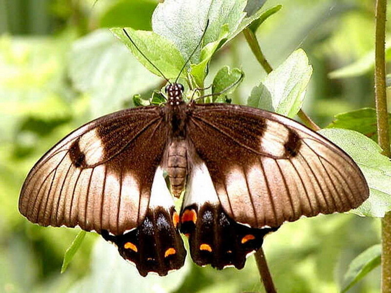 Butterfly on Green Leaf — Brown, Calm, Afternoon