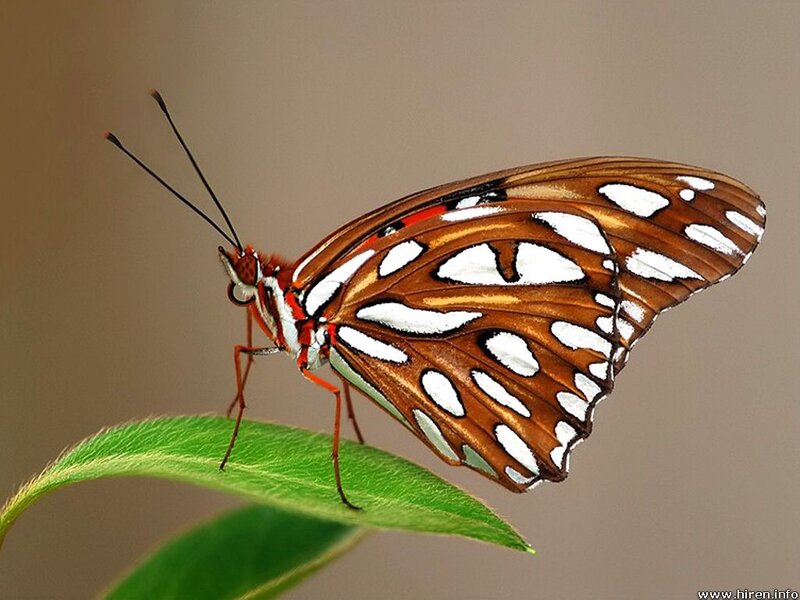 Butterfly on Green Leaf — Brown, Calm, Photograph, Antennae