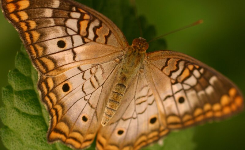 Butterfly on Green Leaf — Brown, Calm, Photograph