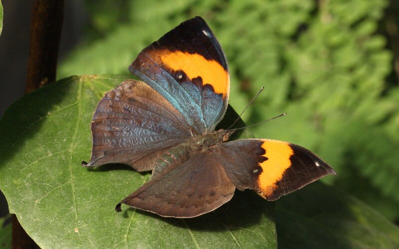Butterfly on Green Leaf — Brown, Calm
