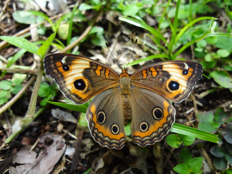 Butterfly on Green Leaf — Brown, Natural, Afternoon