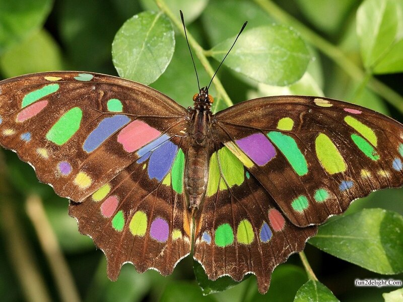 Butterfly on Green Leaf — Brown, Natural, Photograph