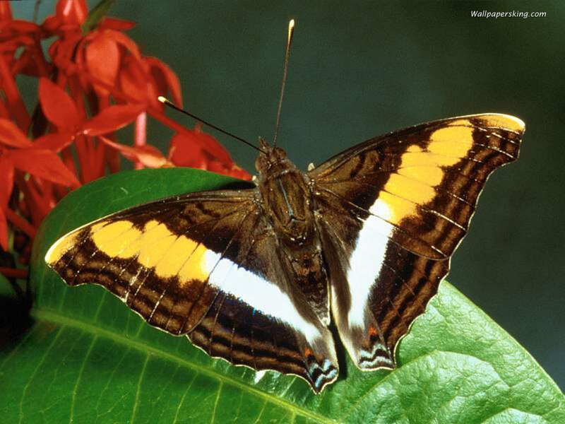 Butterfly on Green Leaf — Brown, Natural