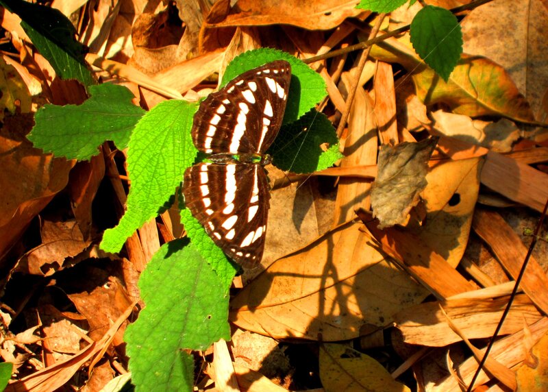 Butterfly on Green Leaf — Brown, Serene
