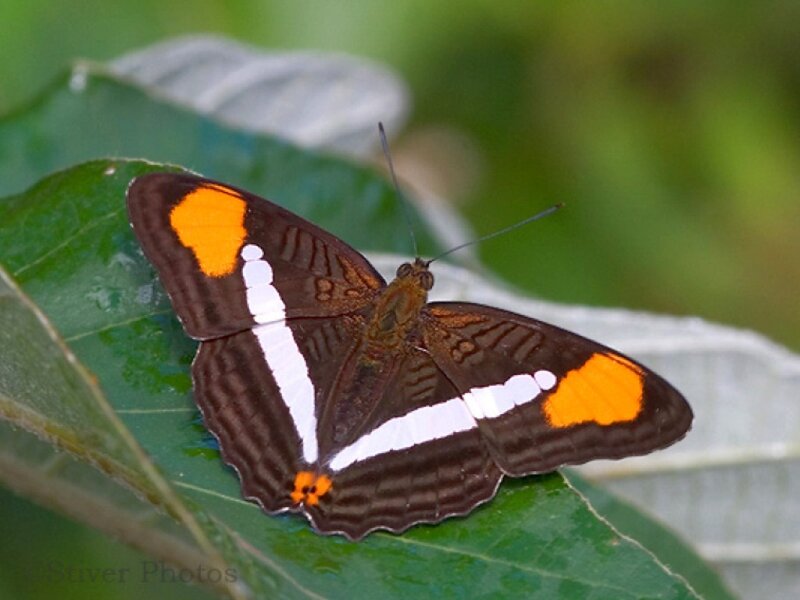 Butterfly on Green Leaf — Brown